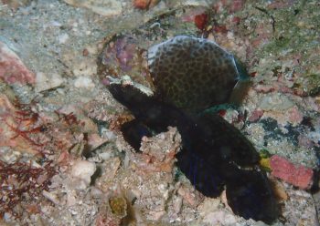 ホタテツノハゼ