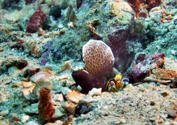 ホタテツノハゼ