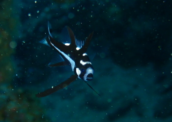 ホホスジタルミ