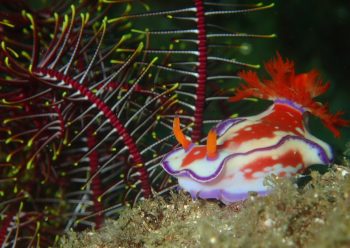 ニシキウミウシ