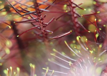 ハシナガウバウオ