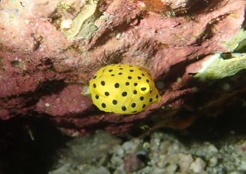 ミナミハコフグ幼魚