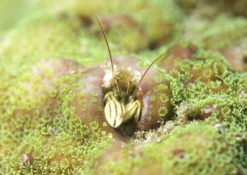 カンザシヤドカリ