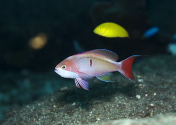 カシワハナダイ