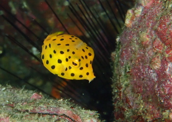 ミナミハコフグ