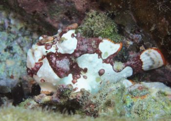 クマドリカエルアンコウ