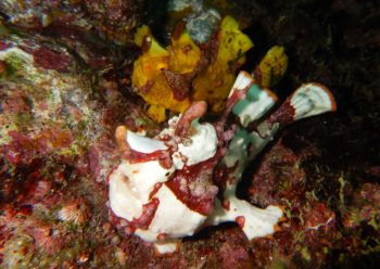 クマドリカエルアンコウ