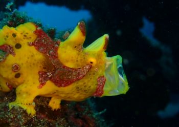 クマドリカエルアンコウ