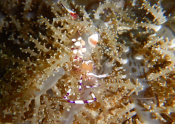 アカホシカクレエビ