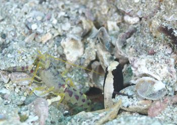 ブドウテッポウエビ