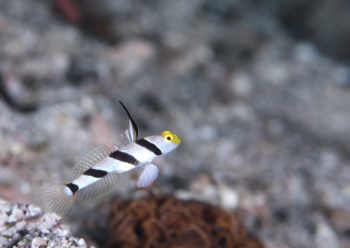 ヒレナガネジリンボウ