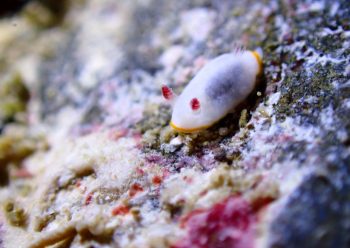 シラヒメウミウシ