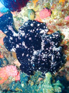 オオモンカエルアンコウ