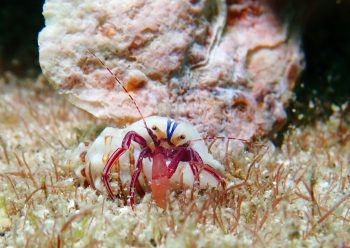 スミレヒメホンヤドカリ