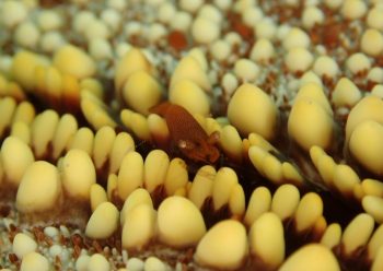 ヒトデヤドリエビ