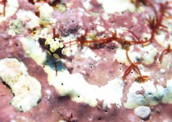 トンプソンコトリガイ