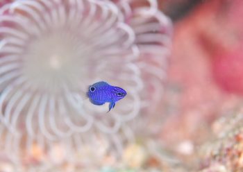 ナガサキスズメダイ