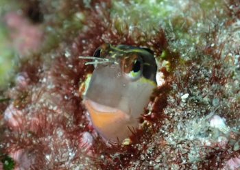 ヒトスジギンポ