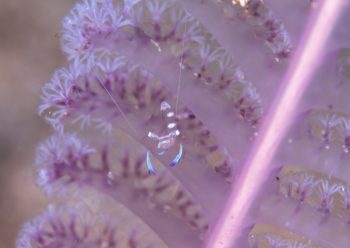 オドリカクレエビ