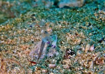 オドリカクレエビ