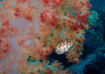 イナズマヒカリイシモチ