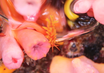 イボヤギミノウミウシ