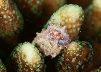 ネジレヤドカリＳＰ