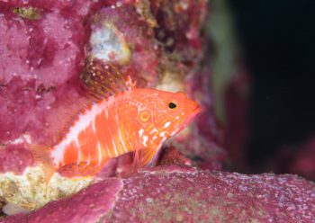 オシャレハナダイ