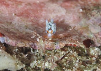 ウスアオミノウミウシ