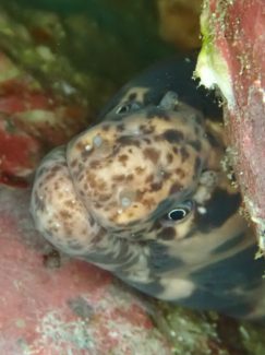 モヨウキカイウツボ