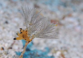 カンナツノザヤウミウシ