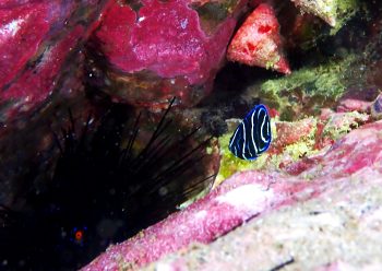 サザナミヤッコ