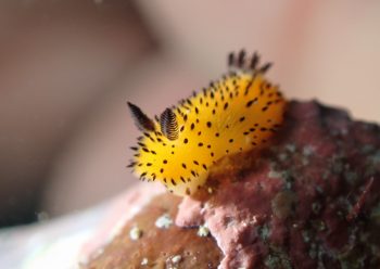 ゴマフビロードウミウシ