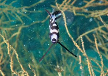 ホホスジタルミ