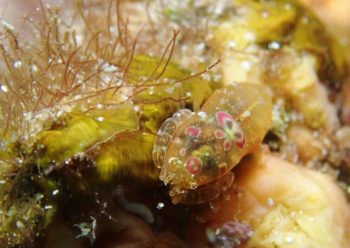 ホヤカクレエビ