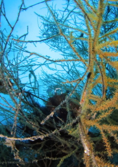 スジグロガラスハゼ