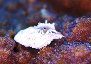 ウスイロサンゴヤドカリ