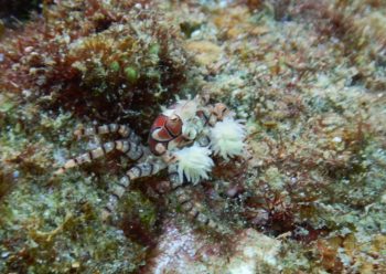 キンチャクガニ