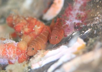 シライトベンケイハゼ