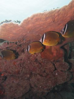 チョウチョウウオ