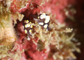 トンプソンコトリガイ