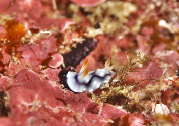 キカモヨウウミウシ