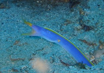 ハナヒゲウツボ