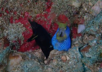 ハナヒゲウツボ