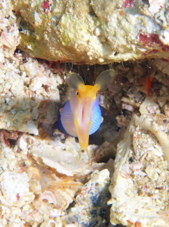 ハナヒゲウツボ