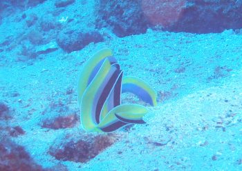 ハナヒゲウツボ