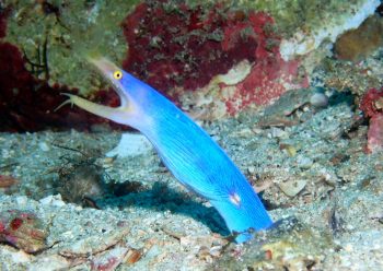 ハナヒゲウツボ