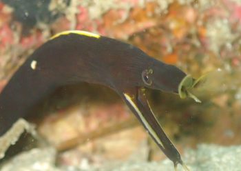 ハナヒゲウツボ幼魚