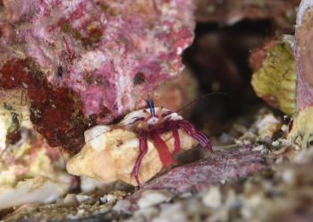 スミレヒメホンヤドカリ