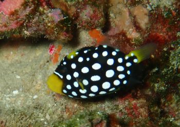 モンガラカワハギ